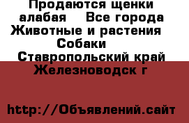 Продаются щенки алабая  - Все города Животные и растения » Собаки   . Ставропольский край,Железноводск г.